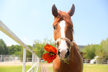 Beautiful horse holding red poppy flower in mouth outdoors