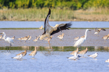 Oriental Stork Spreading Wings in Wetland Habitat
