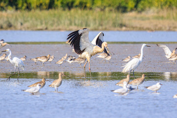 Oriental Stork Takes Flight: A Majestic Bird in Action