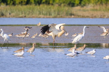 Oriental Stork Takes Flight: A Majestic Bird in Action
