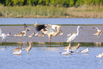 Oriental Stork Among Migrating Birds in Hong Kong Wetlands