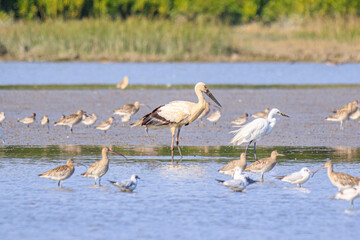 Oriental Stork with Other Migration Birds at a Wetland Sanctuary in the Morning Light, Mai Po Natural Reserve, Hong Kong