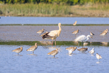 Oriental Stork Among Migrating Birds in Hong Kong Wetlands