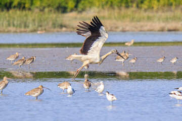 Oriental Stork Taking Flight Amidst a Flock of Wading Birds, Mai Po Natural Reserve, Hong Kong