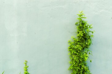 Green Vines on the wall. Background. High quality photo