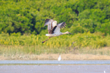 Oriental Stork in Flight Over Wetlands Area