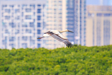Oriental Stork Soaring Over Urban Skyline in Hong Kong
