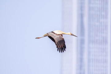 Oriental Stork Soaring Over Urban Skyline in Hong Kong