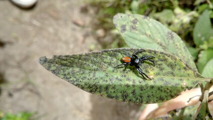 small colorful spider on the leaf