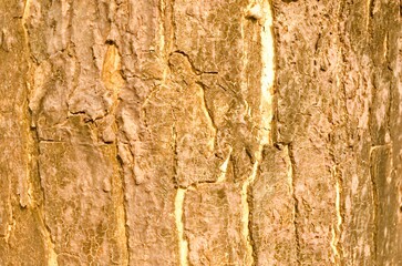 The bark pattern of the Trembesi tree or Samanea Saman is a tall tree species with a large trunk and strong roots. The bark of the Samanea saman tree taken close up as a background