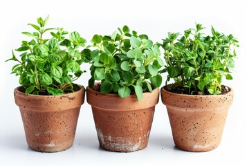 Fototapeta premium Cultivate your own aromatic herbs in terracotta pots for fresh flavors and vibrant kitchen gardening