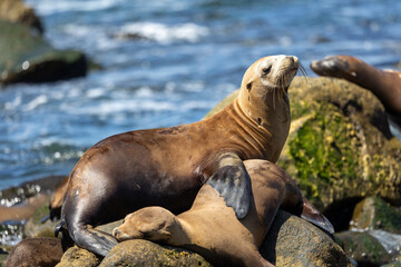 California sea lion off the coast of La Jolla