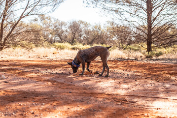 blue heeler dog