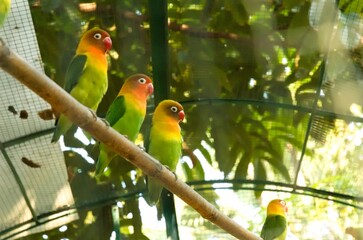 A group of lovebirds perched in front of their cage. They generally live in pairs and groups.