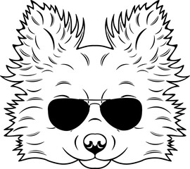Obraz premium Pomchi In Sunglasses