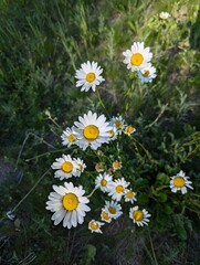 daisies in a field