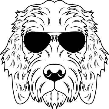 Pudelpointer In Sunglasses
