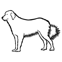 Pyrenean Mountain Dog