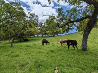 cows grazing in the field