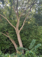 東京の庭園(24.8.21)