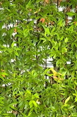 Wild plants growing abundantly and creeping between the iron fence. Background.