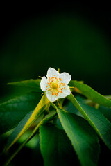 Muntingia calabura flower
