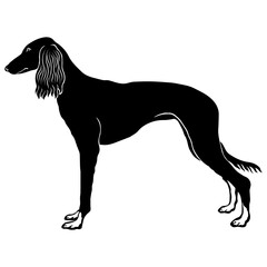 Saluki