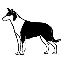 Smooth Collie