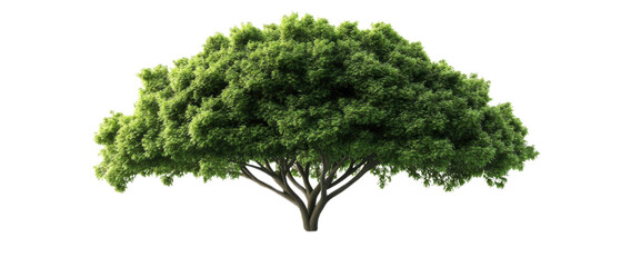 Obraz premium A lush green tree with a broad canopy, representing nature and environmental beauty, perfect for eco-related themes.