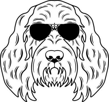 Spinone Italiano In Sunglasses