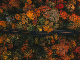 Moody Fall Vibes Aerial Birds Eye View of Paved Road Through Colorful Forest of Fall Foliage Trees in Autumn Season