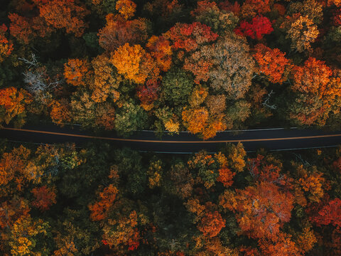 Moody Fall Vibes Aerial Birds Eye View of Paved Road Through Colorful Forest of Fall Foliage Trees in Autumn Season