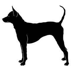 Thai Ridgeback