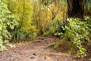 rough path with roots in the woods