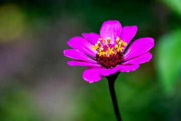 Macro image of Zinnia flower in full blooming