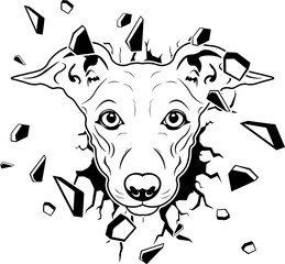 Wall Smashing Italian Greyhound