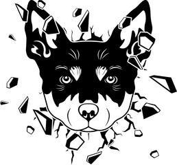 Wall Smashing Lapponian Herder