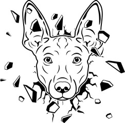 Wall Smashing Peruvian Inca Orchid