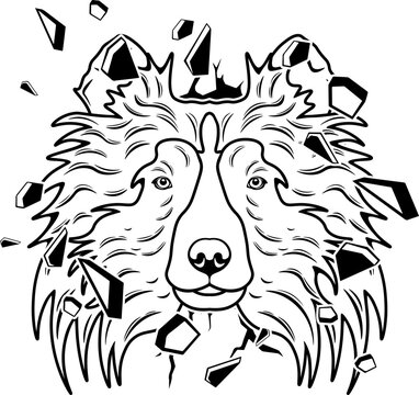 Wall Smashing Shetland Sheepdog