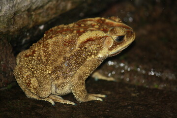 frog in the middle of a rain puddle