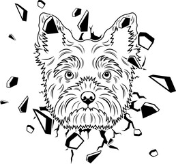 Wall Smashing Yorkshire Terrier