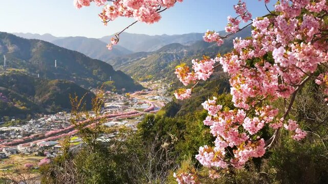 【静岡県・河津町】春の河津城跡公園、桜舞う展望台の風景　ズームイン　
The spring scenery seen from the observation deck of Kawazu Town, where cherry blossoms dance. - Shizuoka, Japan - zoom in