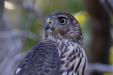 Cooper Hawk close up head shot