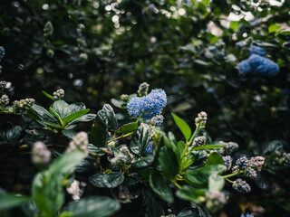 Spring flowers in the garden
