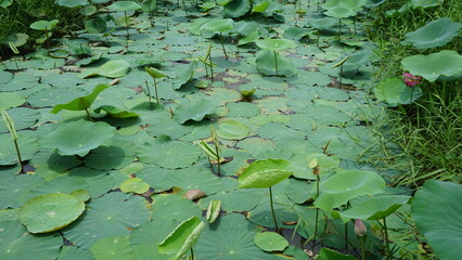 water lilies in the pond