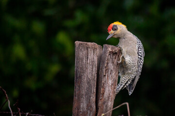 El Carpintero cariamarillo es una especie de ave piciforme, perteneciente a la familia Picidae, subfamilia Picinae, del género Melanerpes. ​