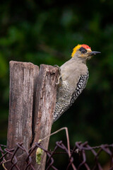 El Carpintero cariamarillo es una especie de ave piciforme, perteneciente a la familia Picidae, subfamilia Picinae, del género Melanerpes. ​