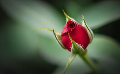 Red Rosebud Gently Unfolding in Close-Up