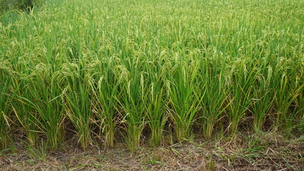 rice field in the morning