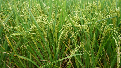 green rice field